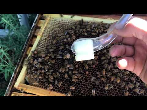 How to Use a Queen Catching Pipe