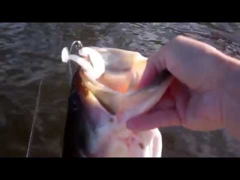 Lunkerhunt - Swim Bento in Action