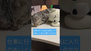 #cat#うちの猫#猫#ねこ