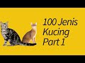 100 Jenis Kucing Di Seluruh Dunia Part 1