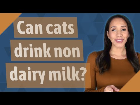 Can cats drink non dairy milk?