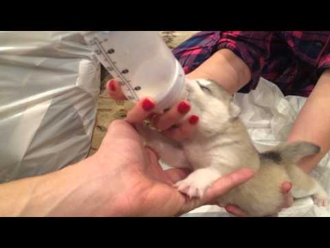 Rocket - 12 day old Siberian Husky bottle feeding