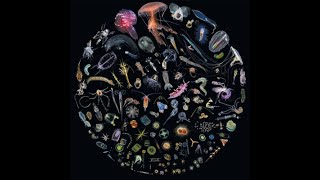 Manta Ray |  by J. Ralph &amp; Anohni (F.K.A. Antony) - Original Song From Racing Extinction