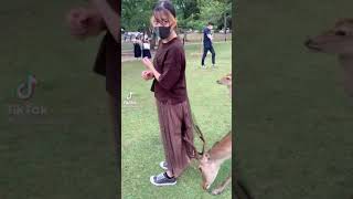 シカのセクハラ？！ www #shorts  #funny #highlights