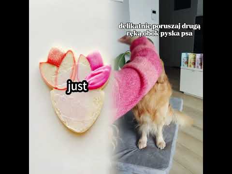 Treni z zakresu pomocy weterynaryjnej – realna ulga dla Ciebie i pupila!