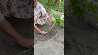 Download lagu Grow papaya faster tips using the lying down method for optimal growth #garden #shorts #papaya mp3