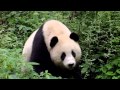 SNEEZING BABY PANDA THE MOVIE [2014] OFFICIAL TRAILER