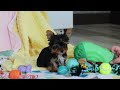 Yorkshire Terrier dogs for sale: Callie - Video 1