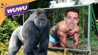 Never Skip Silverback Day - Watch Us Watch U