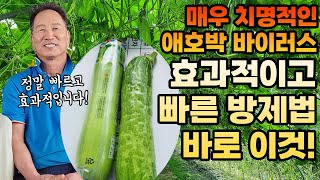 애호박 농사 잘하는 법! 바이러스 방제부터 재배 기술 노하우까지 총정리