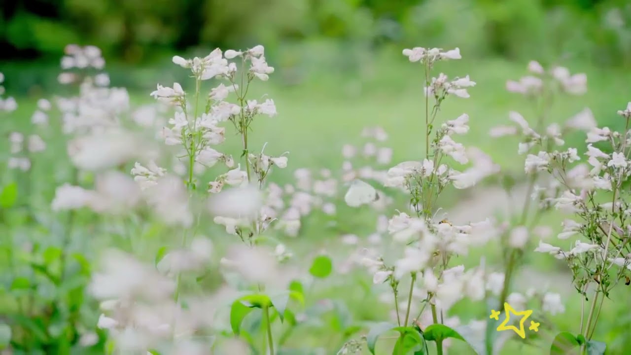 Z Method Meditation: A Comprehensive Guide, z method meditation