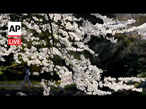 Video Thumbnail: LIVE: Cherry blossoms bloom in Tokyo