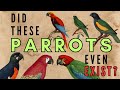 8 Disputed Species Of Parrot From The Caribbean Hypothetical Species