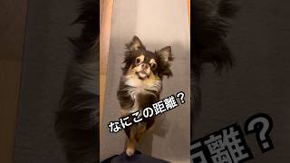 ご飯確定だと思っている犬。