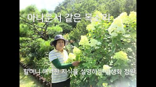 할머니의 아나운서 목소리로 설명하는 아름다운 야생화 정원