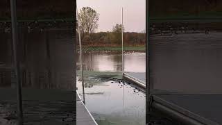 Geese on the pond before heading further south
