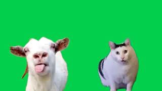 Green Screen Goat Talking to Clueless Huh Cat Meme
