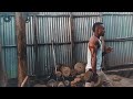 Ethiopian bodybuilding|ethio bodybuilding