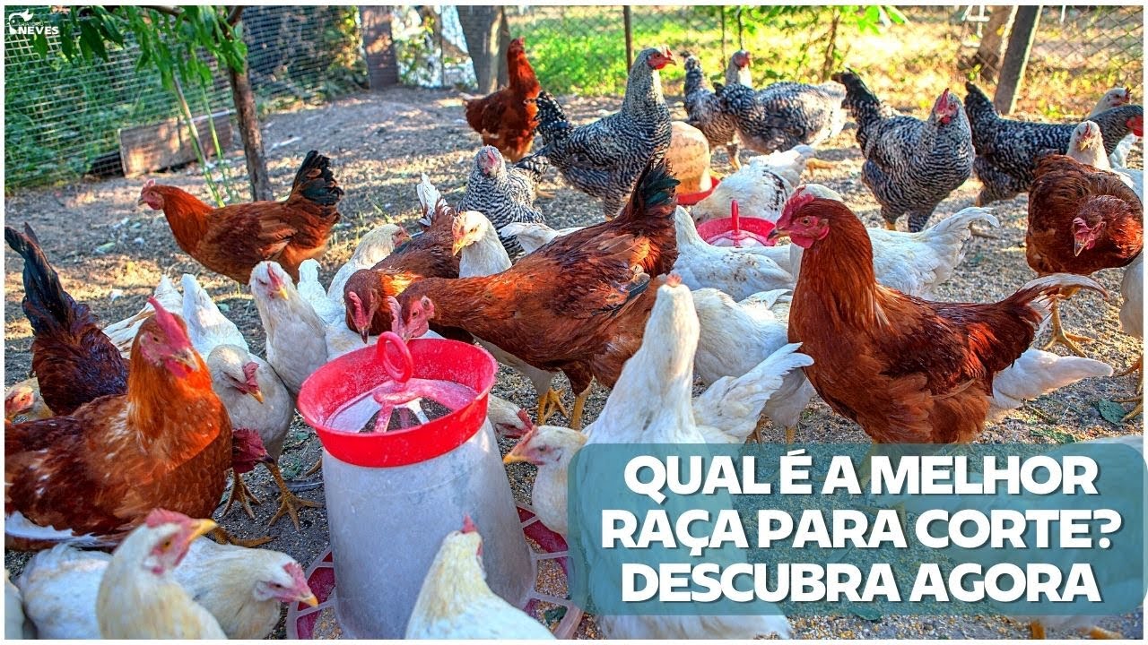 Qual a MELHOR raça para CORTE? Aumente sua RENTABILIDADE, escolha a melhor.