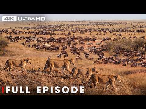 Ultimate Predators: Epic Battles of the Animal Kingdom (4K UHD) | Nature Animal Documentary