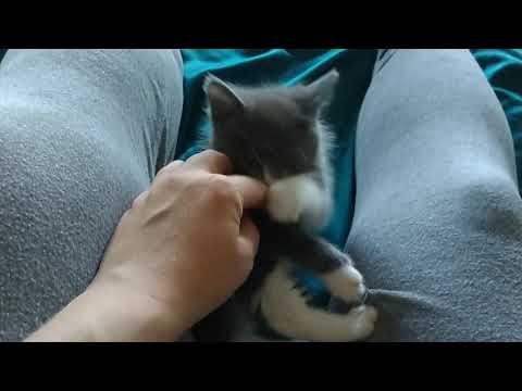 Cutest Kitten Being Sweet & Feisty