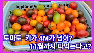 방울토마토 키가 4M가넘고 11월까지 따먹는다고? 토마토키우기,재배방법,전원일기 인간극장 주말농장 텃밭귀농귀…