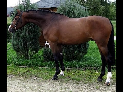 www.sporthorses-online.com 2009 Holsteiner gelding 16.3 hh sold