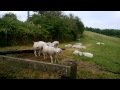 Fat Sheep