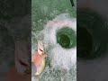 Video Thumbnail for Early Ice Fishing Walleyes WHAT A GREAT TIME
