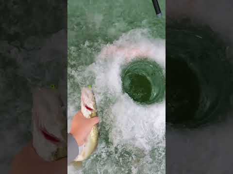 Early Ice Fishing Walleyes WHAT A GREAT TIME
