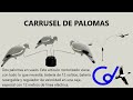 Video: CARRUSEL DE PALOMA