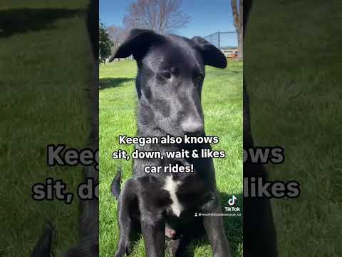 Keegan, an adoptable German Shepherd Dog & Labrador Retriever Mix in Davis, CA_image-1