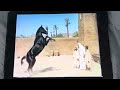 Young Black Stallion Trailer