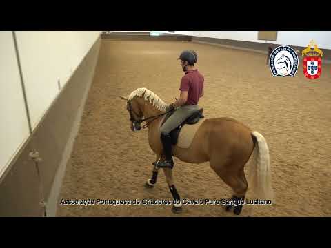 230417 11 Proj Ensino APSL&FEP - Luis Fernandes com Lavrador