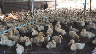 Download lagu AGROTEK | BERAWAL DITOLAK WARGA BETERNAK BEBEK PEDAGING KINI SUKSES MEMBUDIDAYAKANNYA mp3