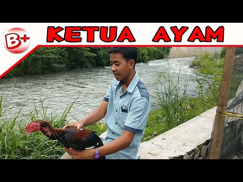 lawak-minang-ketua-ayam-sedunia-komedi-minang-lucu