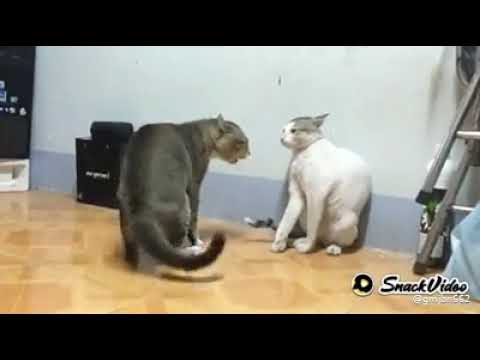 ❣cats fighting with each other