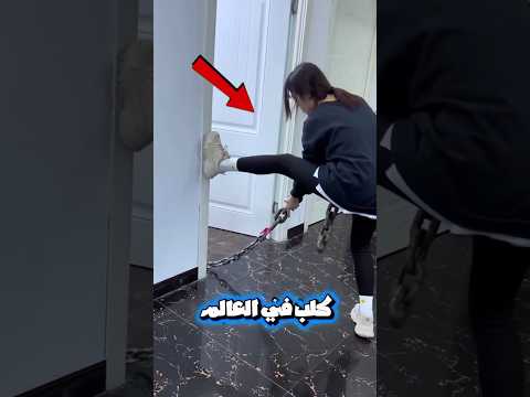لن تصدق شكل أضخم كلب في العالم ❗🐕