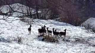 preview picture of video 'Une harde de biches dans la neige - A herd of deers in the snow - Laouech - Milhas - 31'