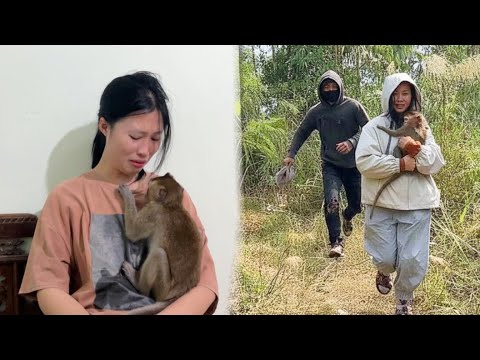 Huong Borrows Money and Successfully Redempts Nahu the Monkey from a Gang of Villains