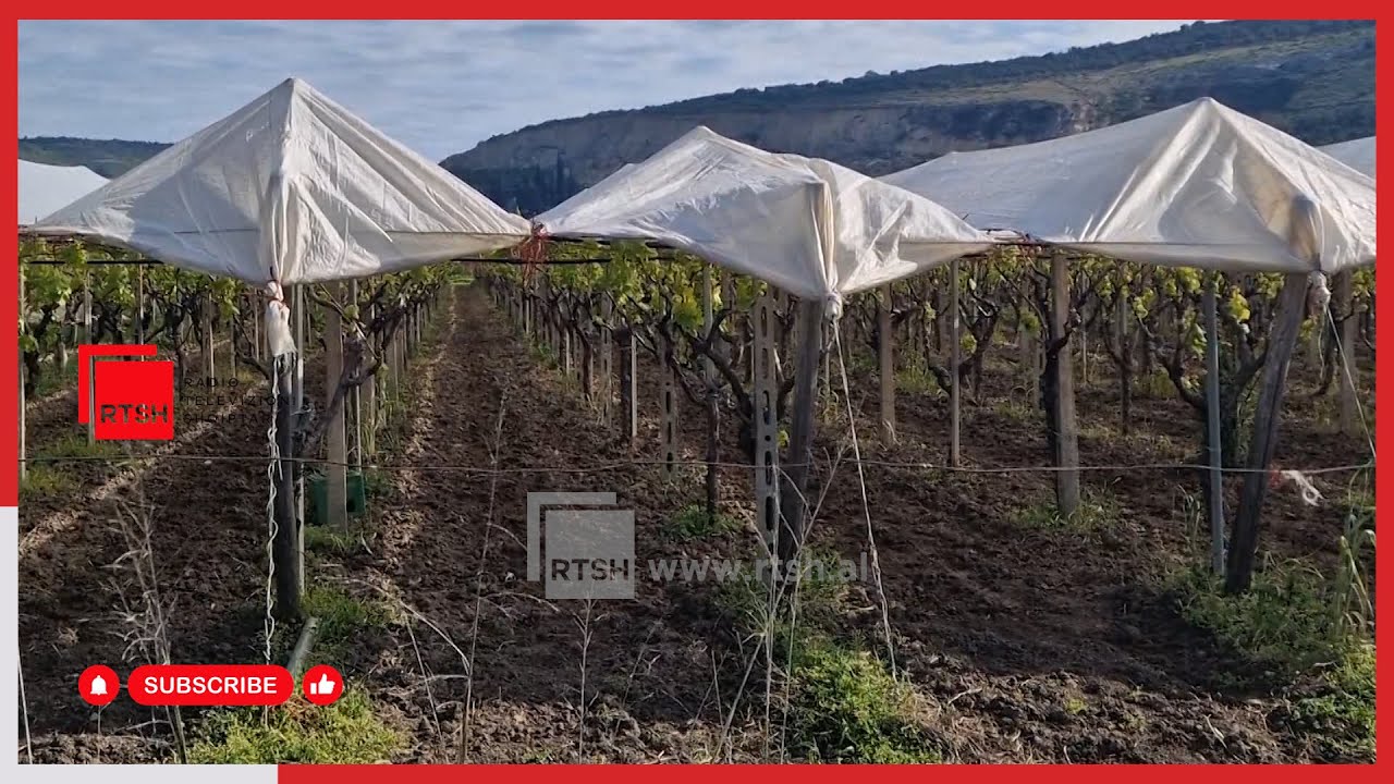 Subvencionet në bujqësi për 2025, fermerët do të mbështeten për prodhimet bio