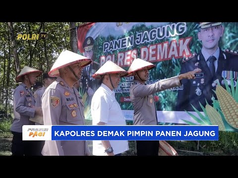 KAPOLRES DEMAK PIMPIN PANEN JAGUNG
