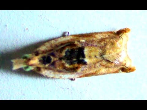 Family Tortricidae Moth