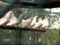 La paloma - Paul Mauriat.wmv 