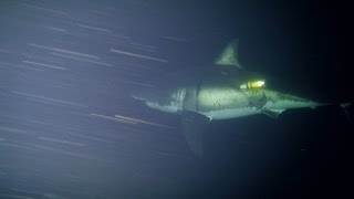 Great White Naps for First Time on Camera