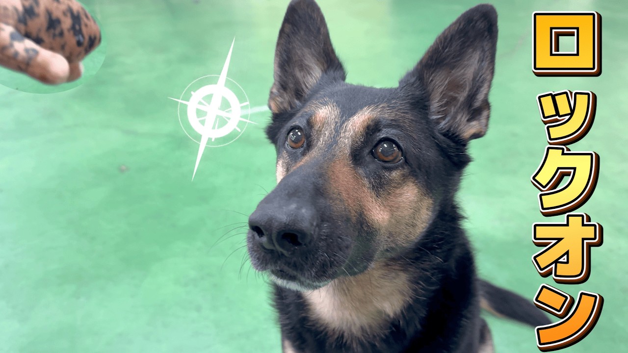 愛犬に旅のお土産を見せた瞬間、完全ロックオンしましたw【ジャーマンシェパード】