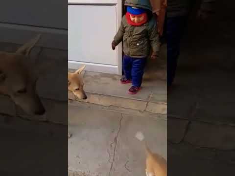 Masoomiyat || Satinder Sartaaj || Dogs lover || Cute baby || Short | Trending Reels | punjabi status
