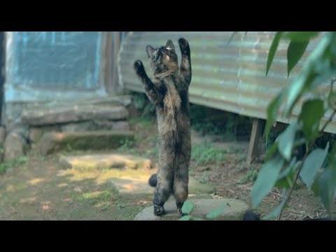 마당냥이들 사이에서 예쁨 받는 아기고양이