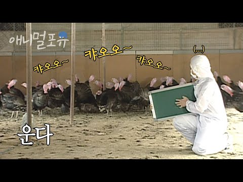 , title : '고막주의..🚨 칠면조를 마음대로 울릴 수 있는 방법이 있다?! 아니 이건 사람도 울듯 ;; | KBS 스펀지 070324 방송'