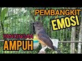 Murai Betina Murai Batu Betina Memanggil Jantan Untuk Pembangkit Emosi Murai Langsung Gacor Shama